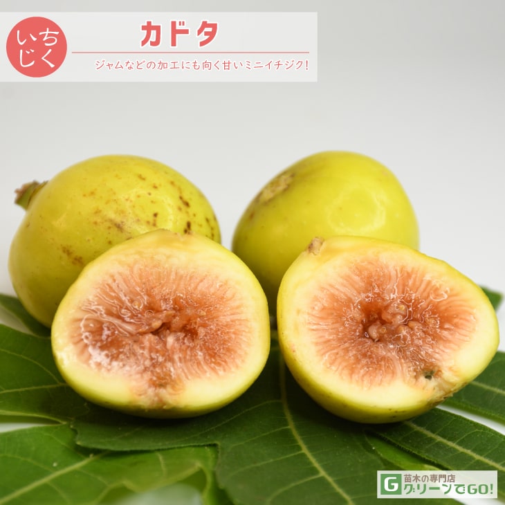 楽天市場】イチジク 苗 【イチジク よくばり4品種セット その2】1年生