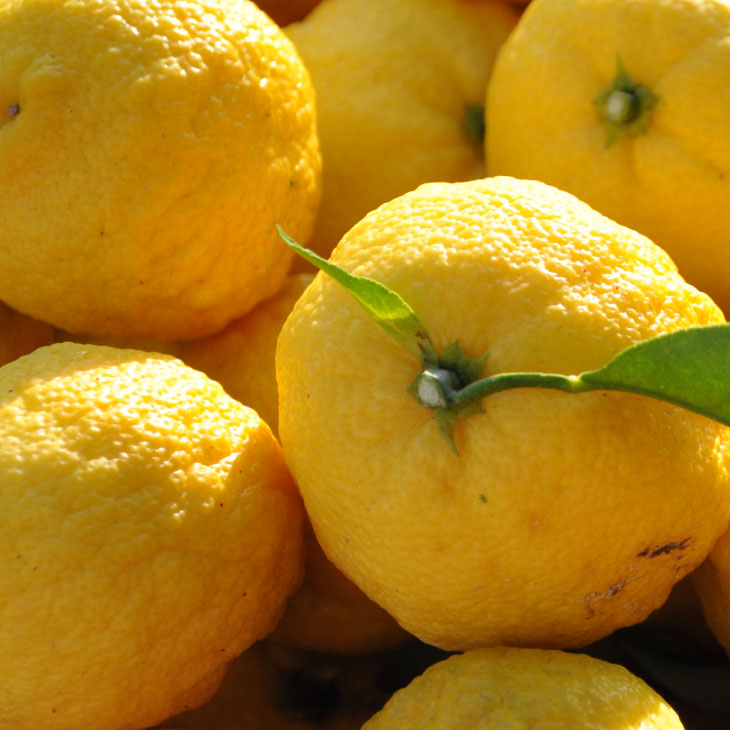 楽天市場】◇送料無料◇ ゆず 苗 【本柚子 （別名: 木頭柚子）】 3年生