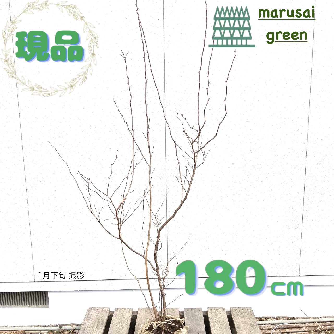 楽天市場】【現品・一点物No.0165-1】庭木 苗 シロモジ 根巻苗 10号