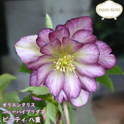 楽天市場】2026年NEW クリスマスローズ 苗 5号プラ鉢入り