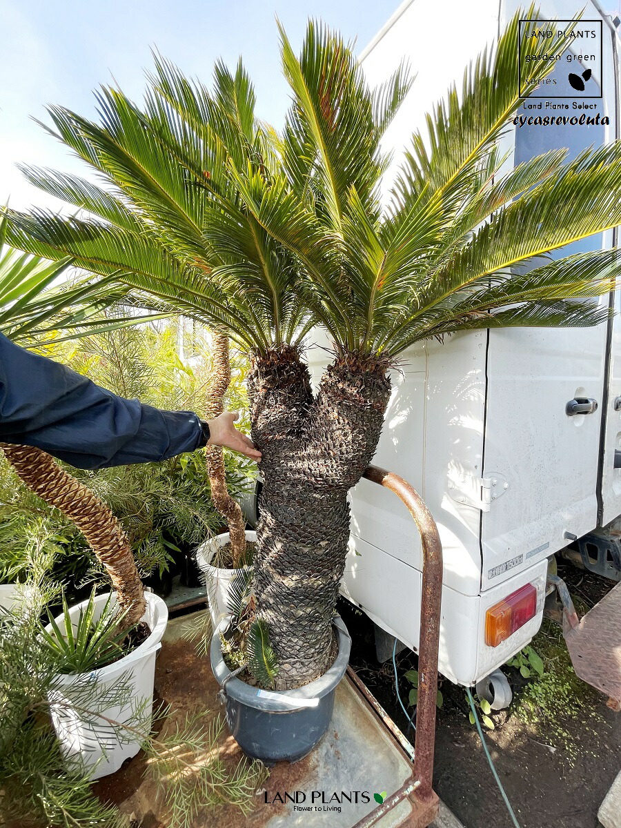 楽天市場】【限定1点】 蘇鉄（ソテツ：2頭）極太 1.5m Cycas revoluta
