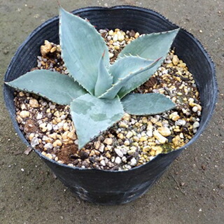 楽天市場】多肉植物：アガベ オバティフォリア 'フロスティブルー'*幅