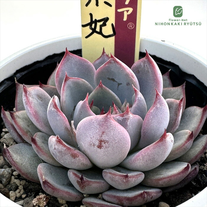 楽天市場】多肉植物 oriミックスベリア No.024 ひなまつり 多肉植物 お