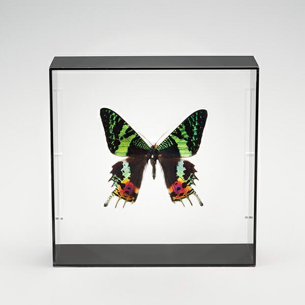楽天市場】世界の珍しい本物の昆虫標本コレクション 第2弾 「キプリス