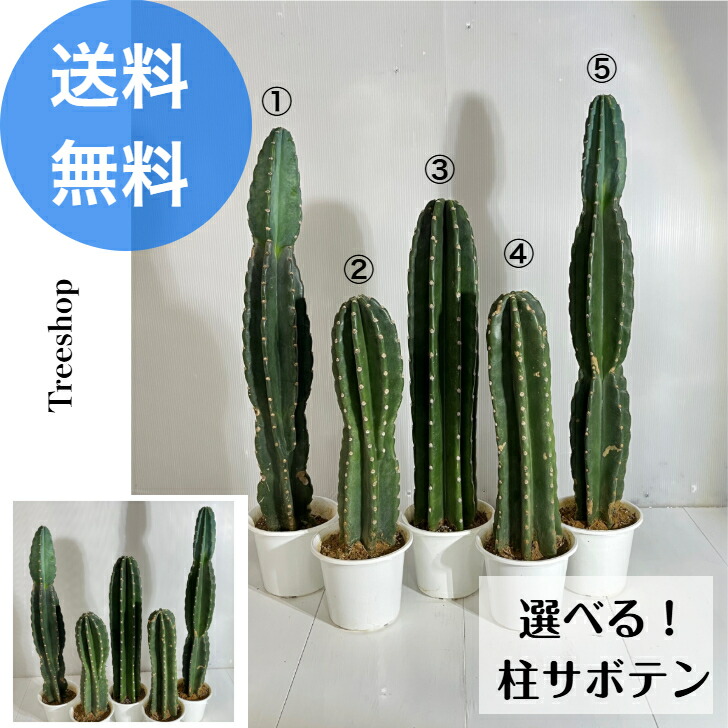 楽天市場】【現品・現物】柱サボテン 10号サイズ【観葉植物 サボテン