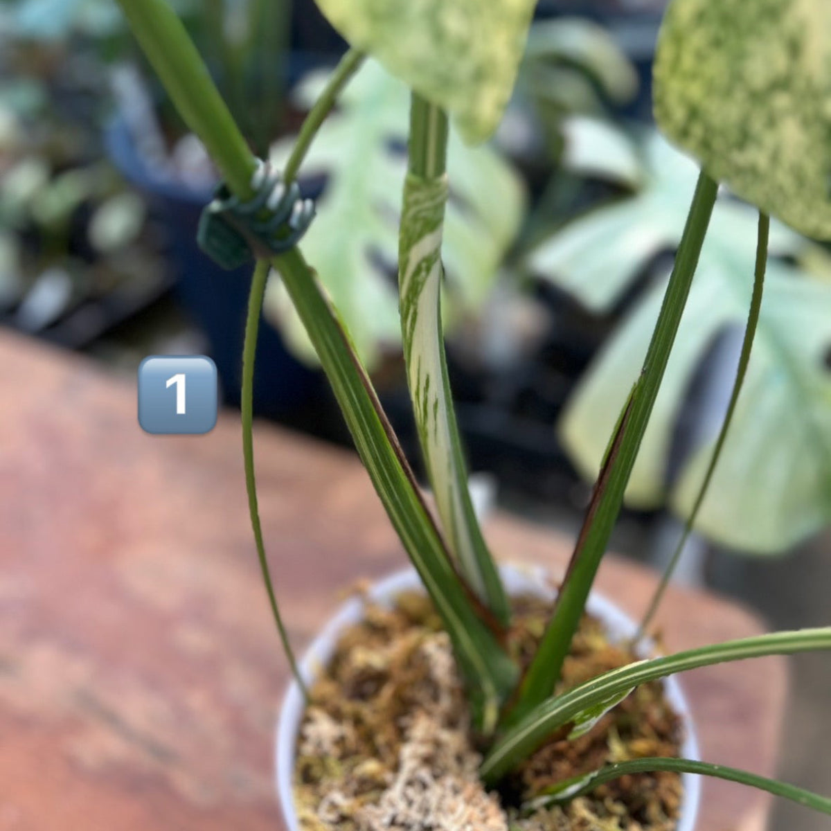 希少】モンステラ・デリシオーサ 'タイコンステレーション【スター