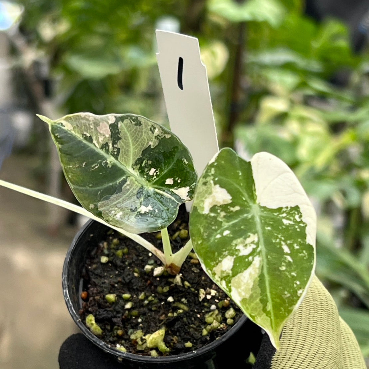 セール】アロカシア・レギヌラ 'ブラックベルベット' ピンク斑入り 3号