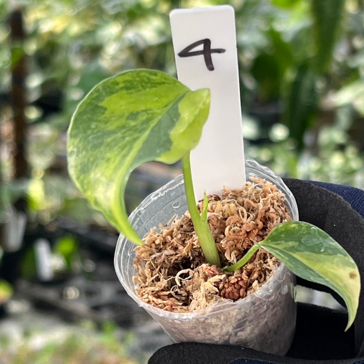 モンステラ・デリシオーサ 'イエローマリリン' – RARE PLANTS JAPAN