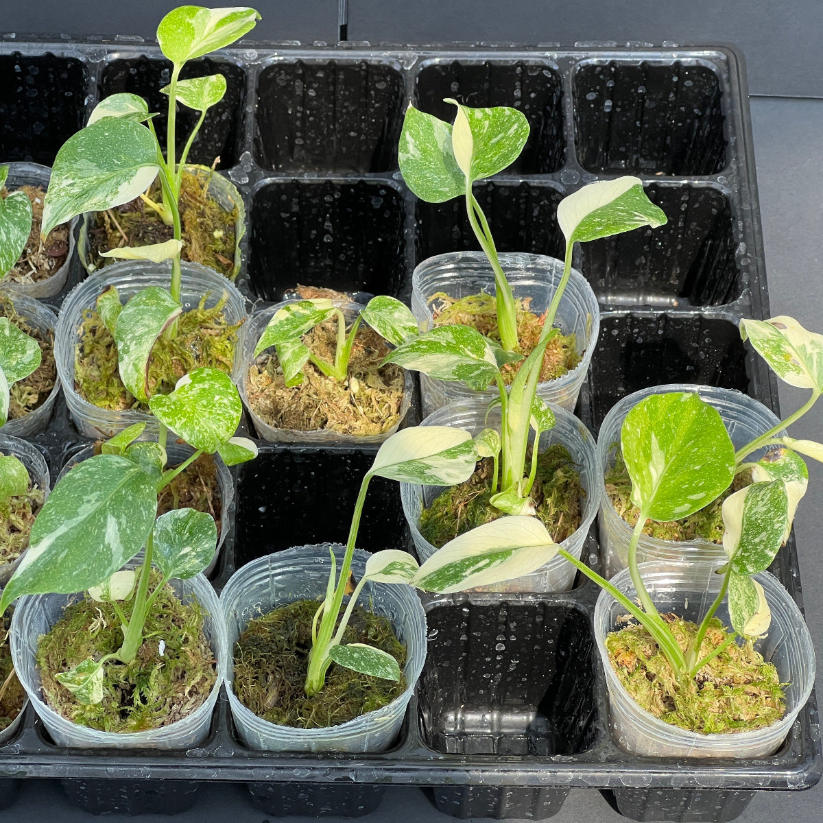 選抜株/2号サイズ】モンステラ・デリシオーサ 'タイコンステレーション