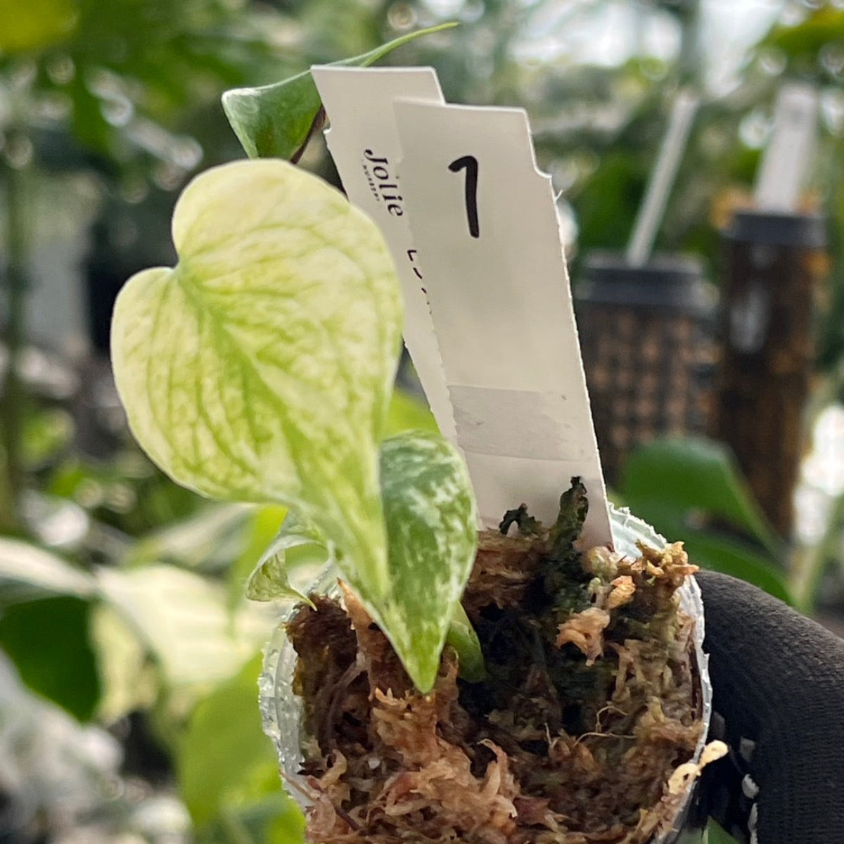 限定2株/シロウト園芸選抜】モンステラ デリシオーサ 'ミント 斑入り'2