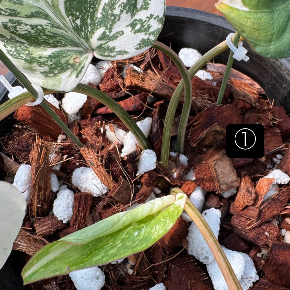 コレクション】フィロデンドロン・グロリオーサム 'トリカラ