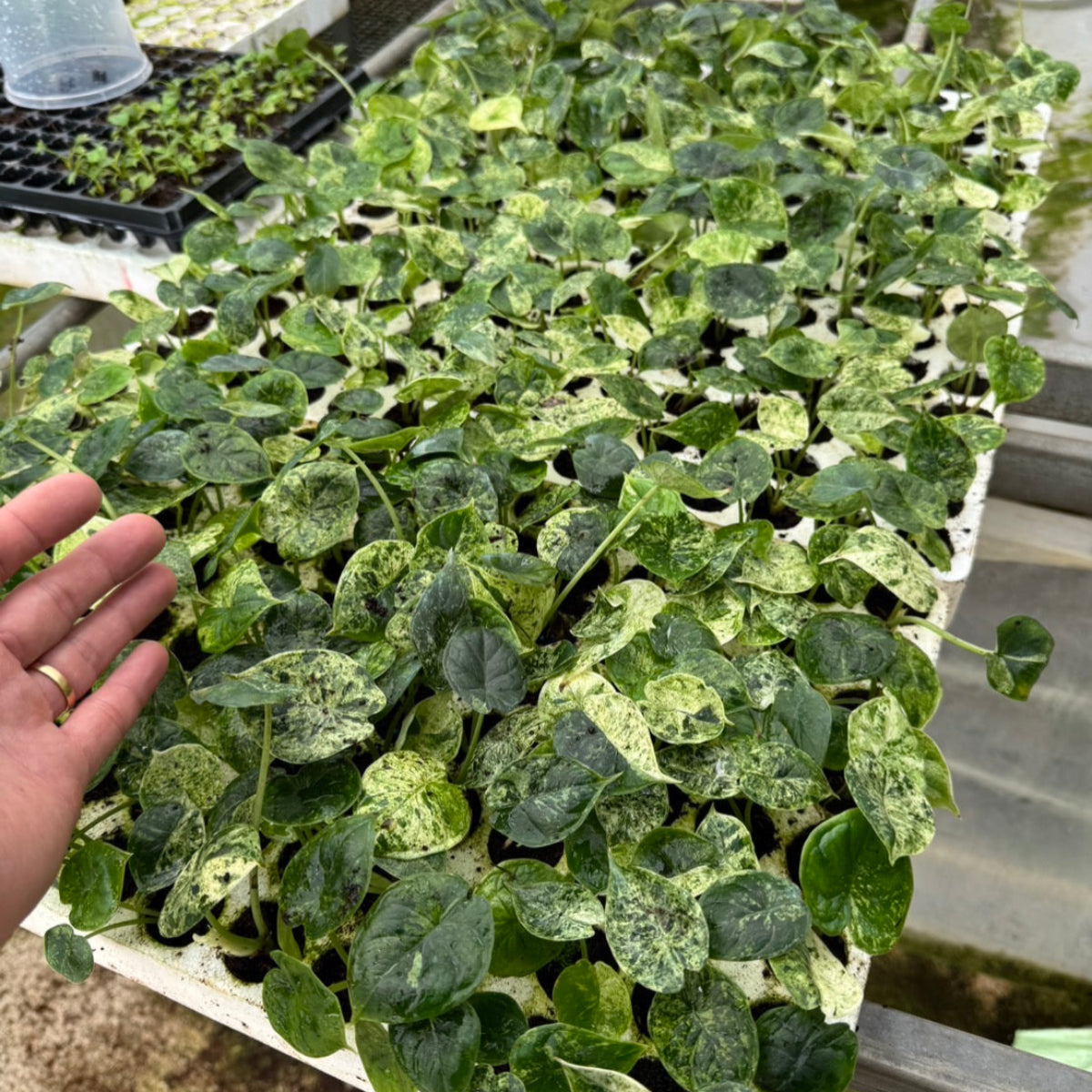 希少】【予約販売】アロカシア 'ドラゴンスケール' ミント – RARE