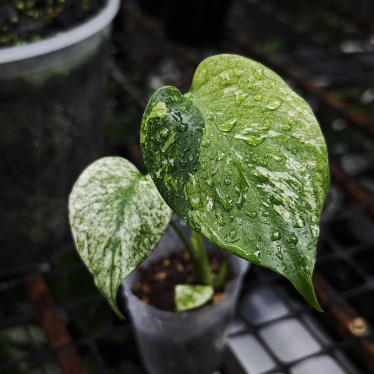 モンステラ・デリシオーサ 'ミント トリカラー' Monstera deliciosa