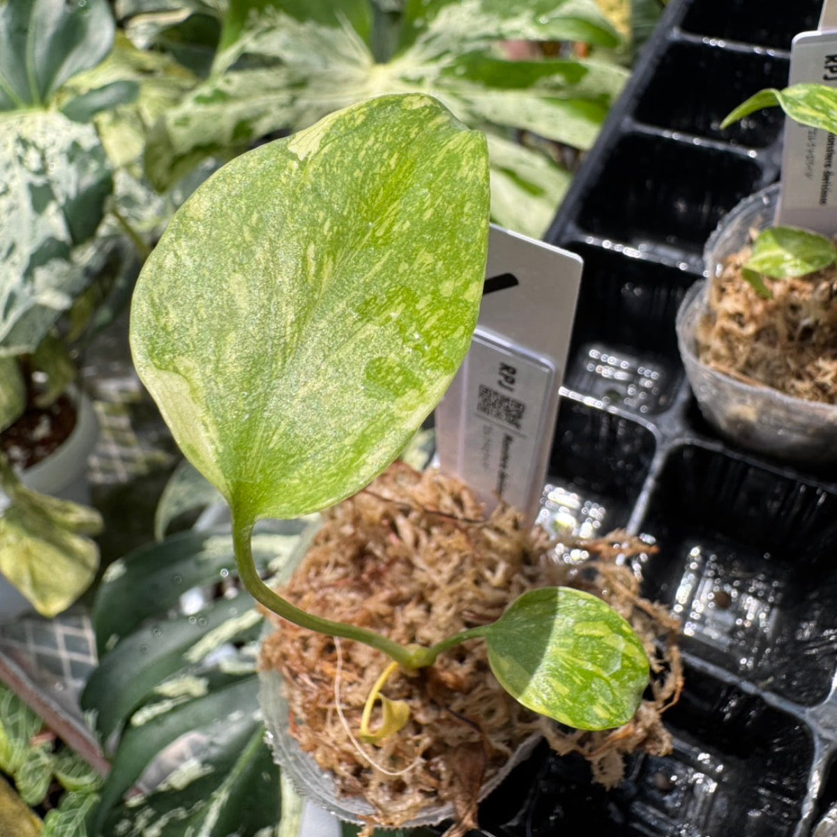 数量限定】モンステラ デリシオーサ 'エレクトロライト' – RARE PLANTS