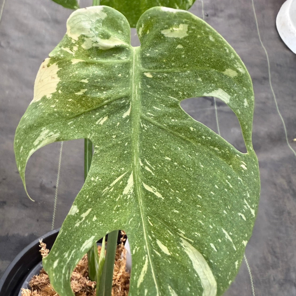 モンステラ デリシオーサ スターライト トップカット モンステラ