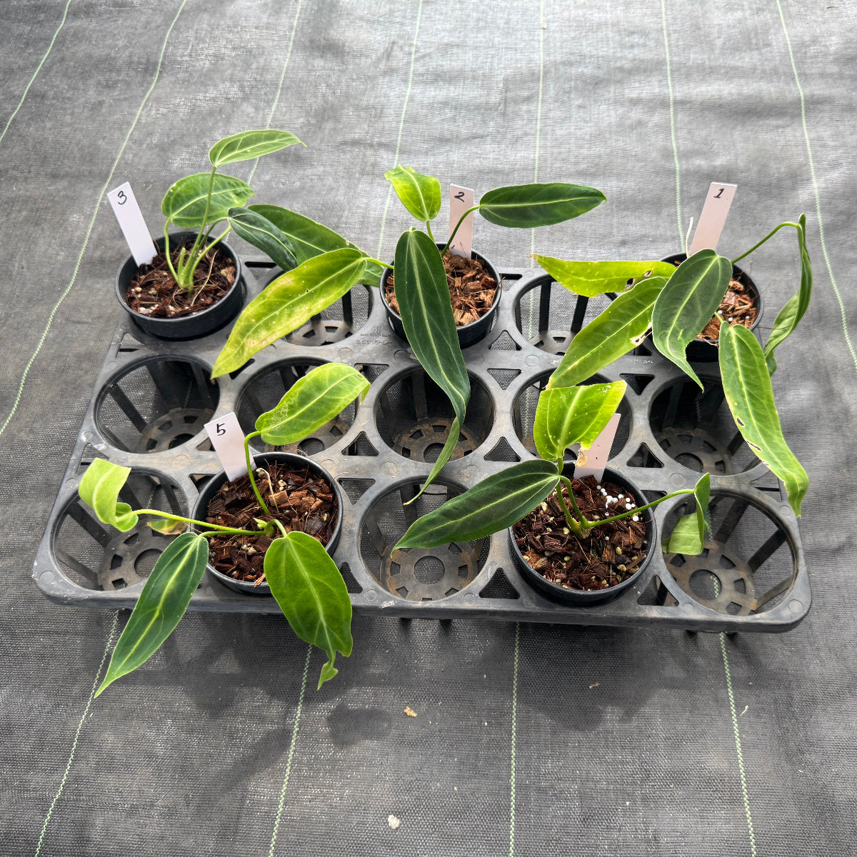 アンスリウム ワロクアナム 3号サイズ – RARE PLANTS JAPAN (レア