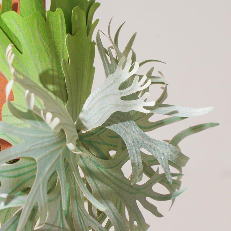 DIY Kit - Forever Green - Platycerium willinckii 'Je