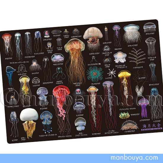 A4サイズのしたじき クラゲグッズ おもしろ文房具 くらげの図鑑 海月
