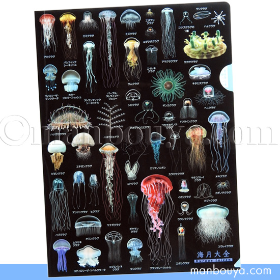 A4クリアファイル クラゲグッズ おもしろ文房具 くらげの図鑑 海月大全
