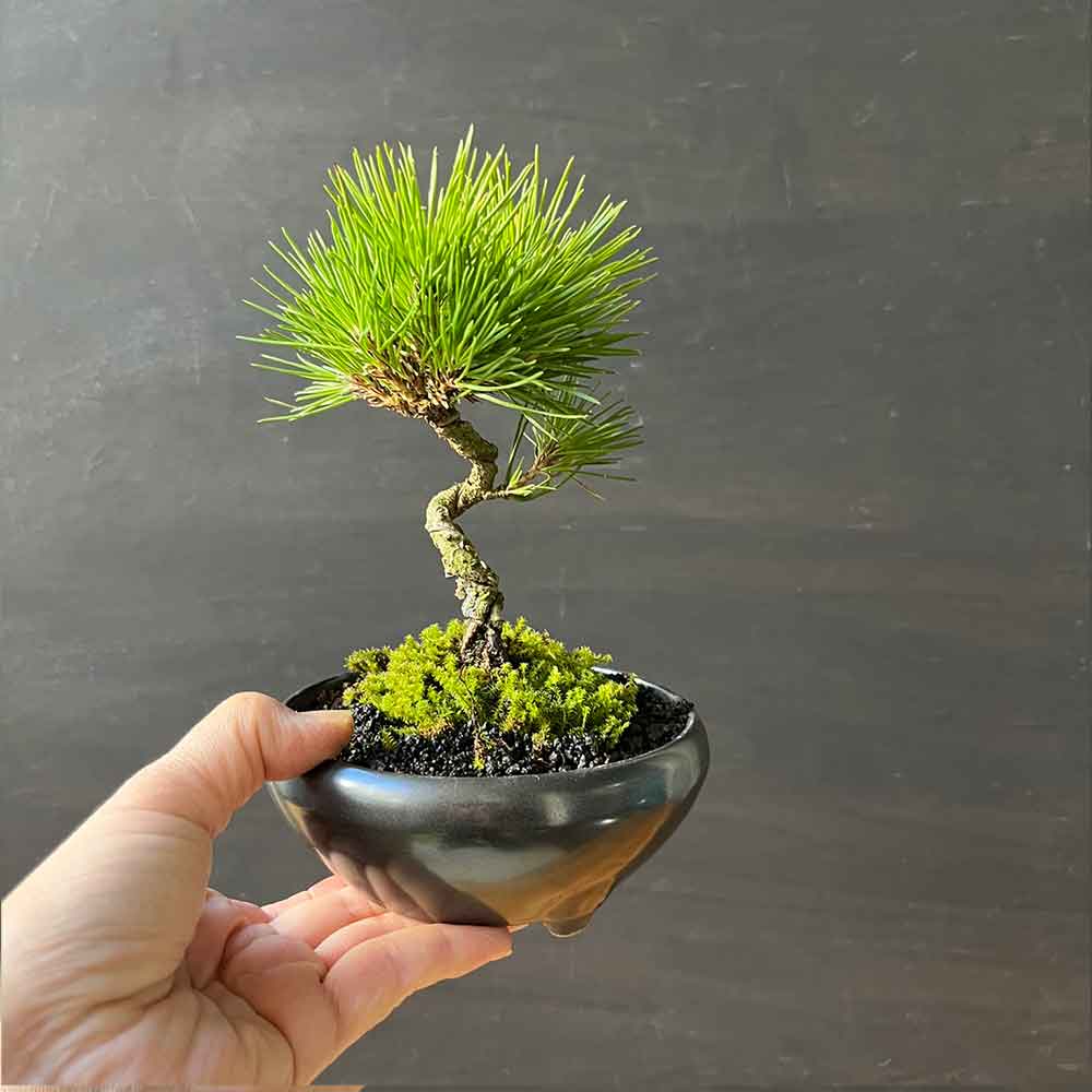 黒松盆栽 万古黒丸鉢 くろまつ クロマツ 爆買kuromatu ミニ盆栽 小品