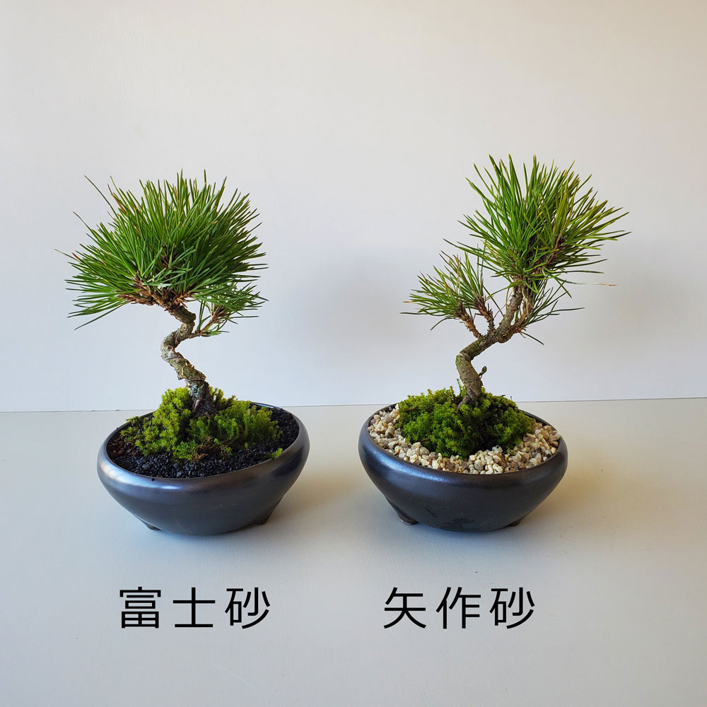 黒松盆栽 万古黒丸鉢 くろまつ クロマツ 爆買kuromatu ミニ盆栽 小品