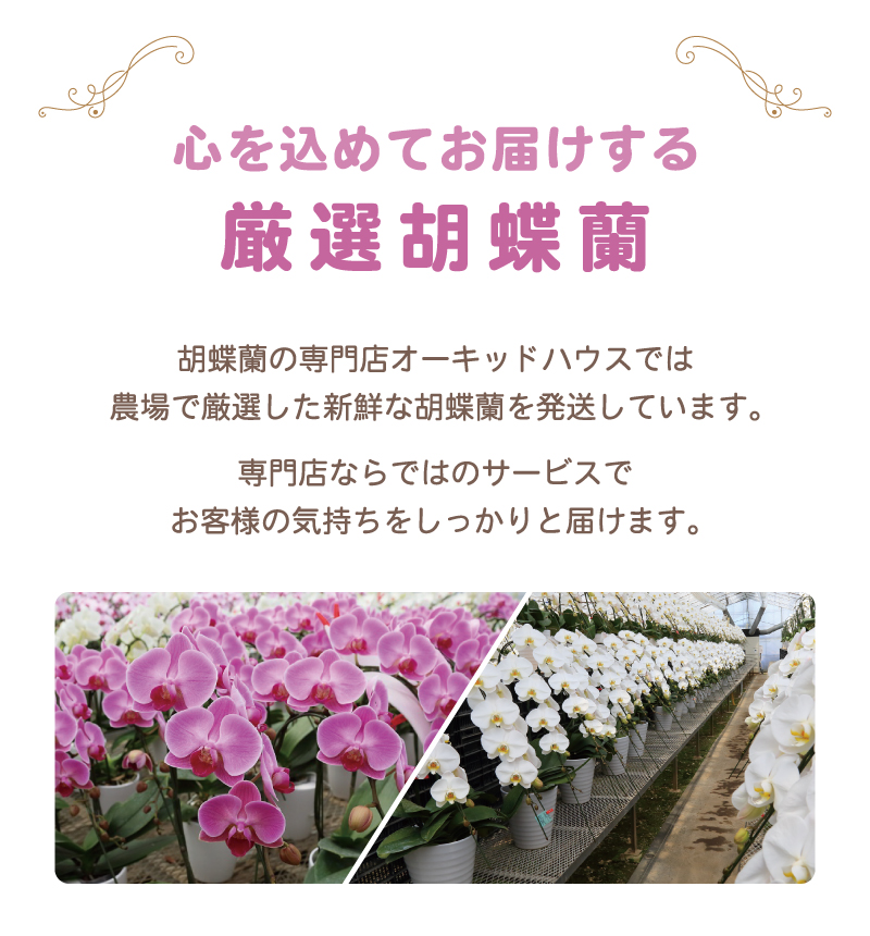 胡蝶蘭 スーパーアマビリス2本立ち【全国洋らん品評会金賞受賞胡蝶蘭