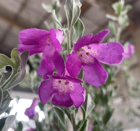 ミモザアカシア 約1.5m 特大植木苗木 ギンヨウアカシア 銀葉アカシア