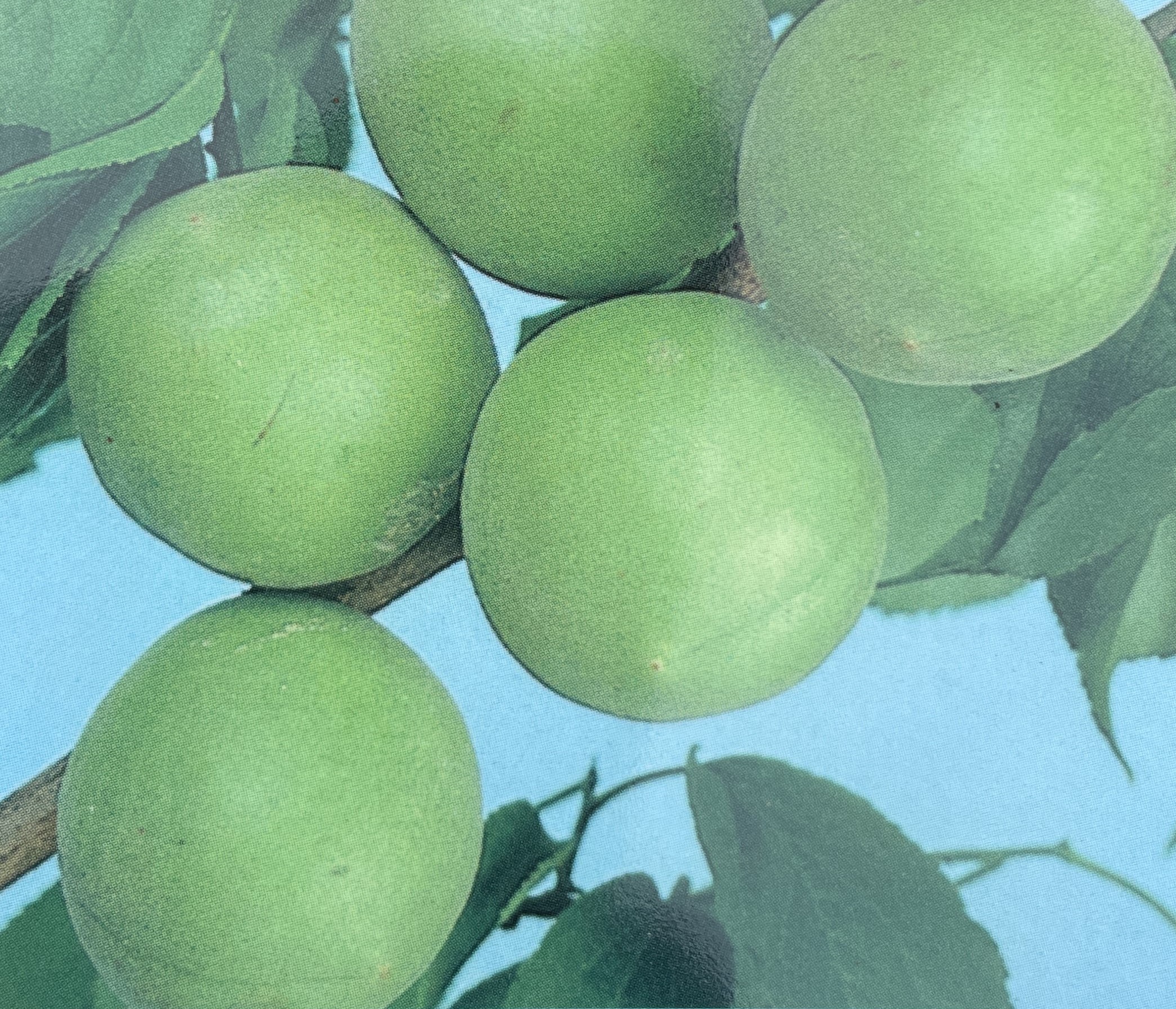 フェイジョア 株立ち 約1.5m 規格販売 植木 苗木 大苗 お買い得な