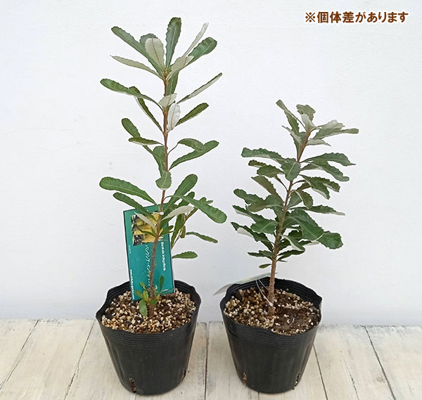 コーストバンクシア（花、ガーデニング）のおすすめ人気商品一覧 通販