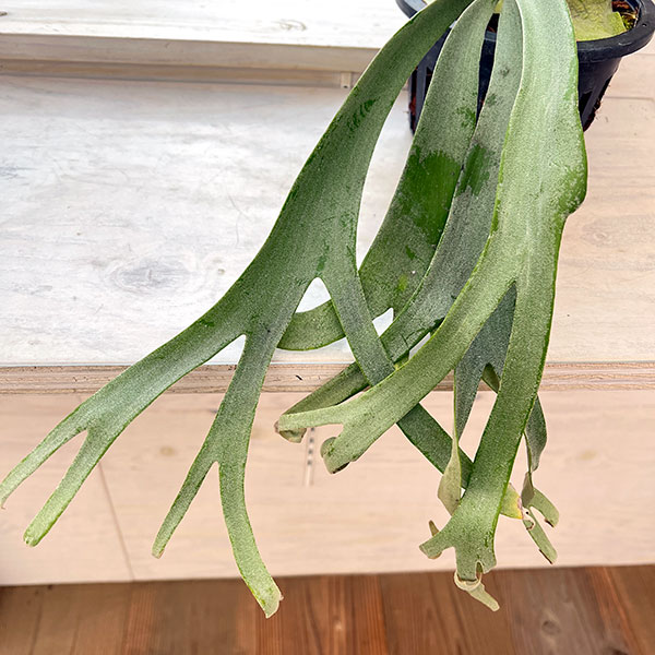 外ハネ 大株ビカクシダ ウィリンキーwild