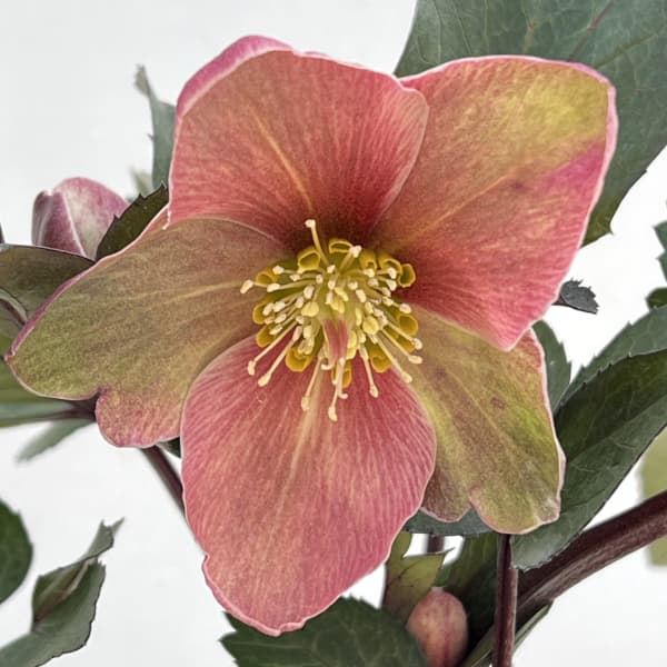 玲雪「新春セール」クリスマスローズ 小苗 かぐや姫×DDオキシ系いろは