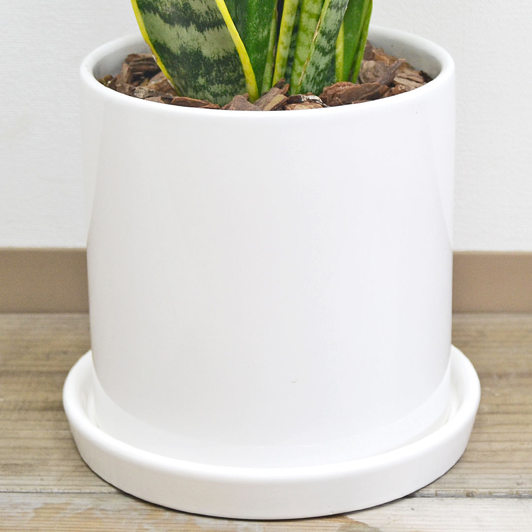 観葉植物 サンスベリア サンセベリア ローレンティ トラの尾 陶器