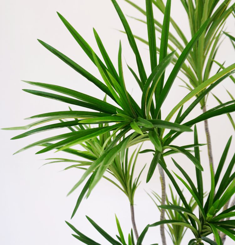 ドラセナ コンシンネ 150cm (ユッカ フェイクグリーン 樹木 人工観葉