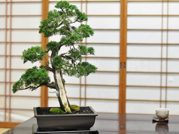 盆栽妙 紀州真柏 威風堂々 大型 真柏盆栽 贈り物 苗 : 盆栽妙 ヤフー店