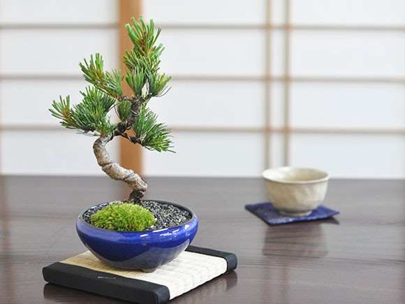 盆栽 五葉松 かっこいい松 育てやすい五葉松の盆栽 万古焼きの陶器鉢