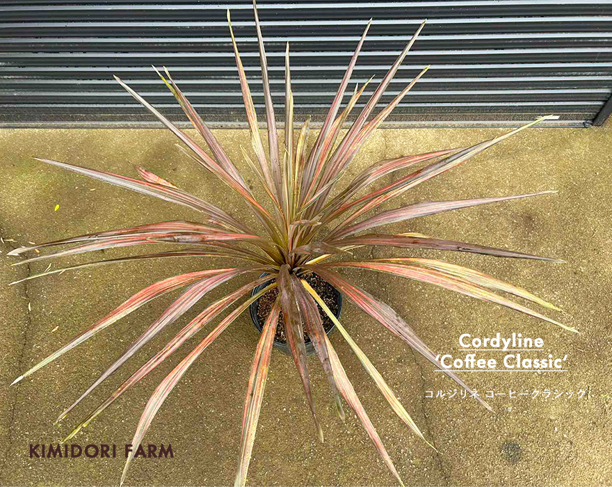 コルジリネ コーヒークラシック カラーリーフ Cordyline 'coffee