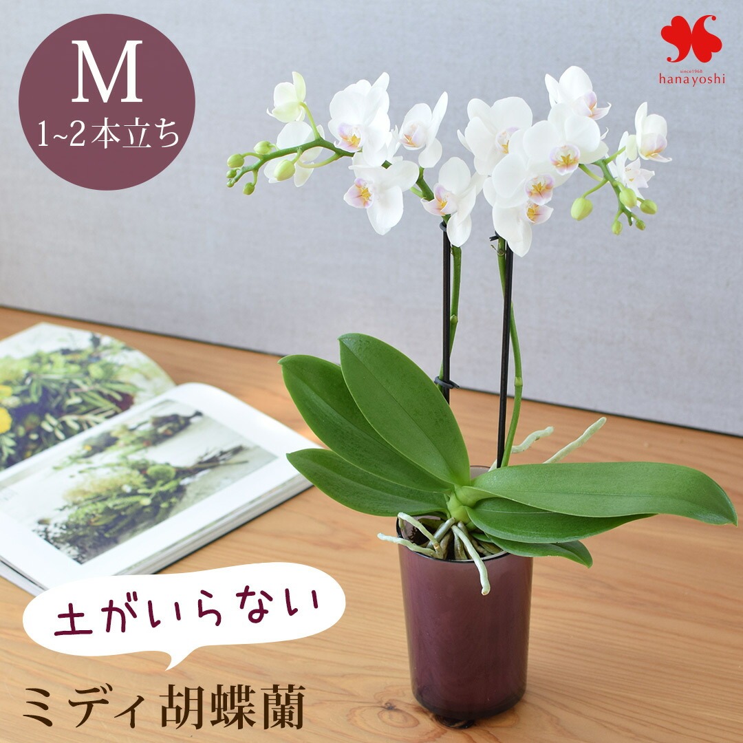 フラワーマーケット花由 産地直送 椎名洋ラン園さんの 土がいらない