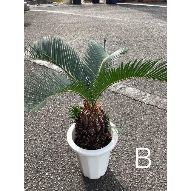 ソテツのおすすめ人気商品一覧 通販 - Yahoo!ショッピング