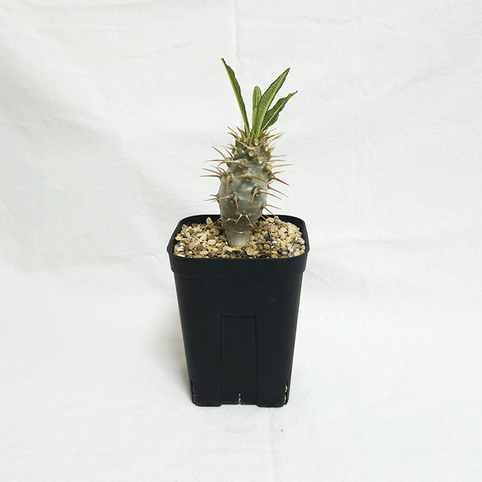 パキポディウム アンボンゲンセ 4号 プラ鉢 塊根植物 コーデックス