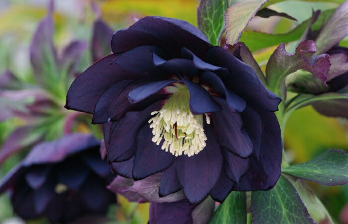 ミヨシのクリスマスローズ ブラックスワン お一人2株まで限定 八重咲き