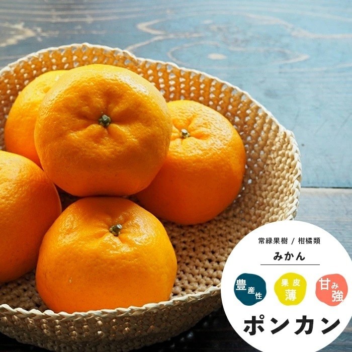 ポンカン 果樹 苗木 柑橘類 鉢植え 4.5号 直径13.5cm ポット苗 常緑樹