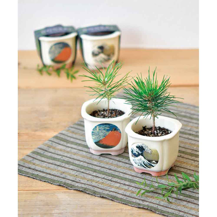 栽培キット 盆栽 4種セット 松 聖新陶芸 まつ JAPANESE BONSAI 栽培