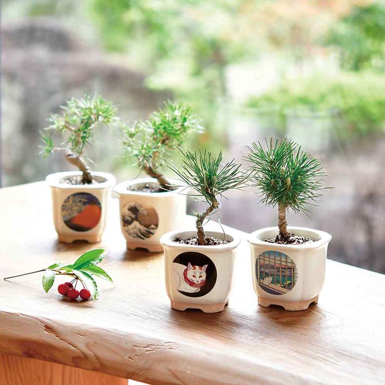 栽培キット 盆栽 4種セット 松 聖新陶芸 まつ JAPANESE BONSAI 栽培