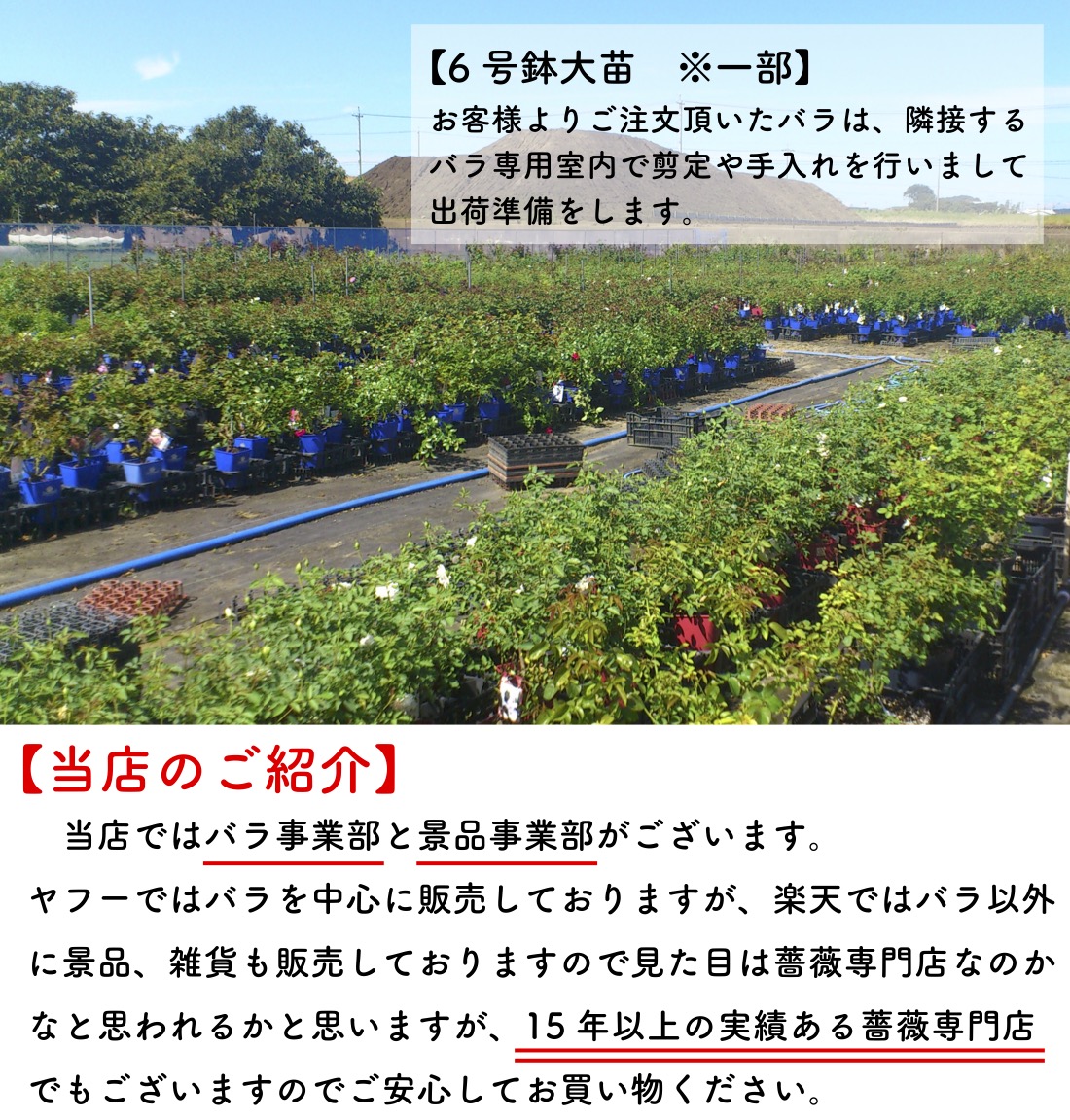 送料無料 プリマヴィスタ6号鉢大苗予約 鉢植え バラ 薔薇 ロサ