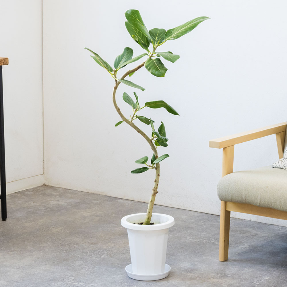 観葉植物 本物 フィカス・ベンガレンシス（ベンガルボダイジュ） 【S字