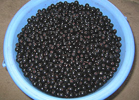 アロニア（冷凍果実）500g 北海道産【9月上旬出荷開始】 : 旬をお