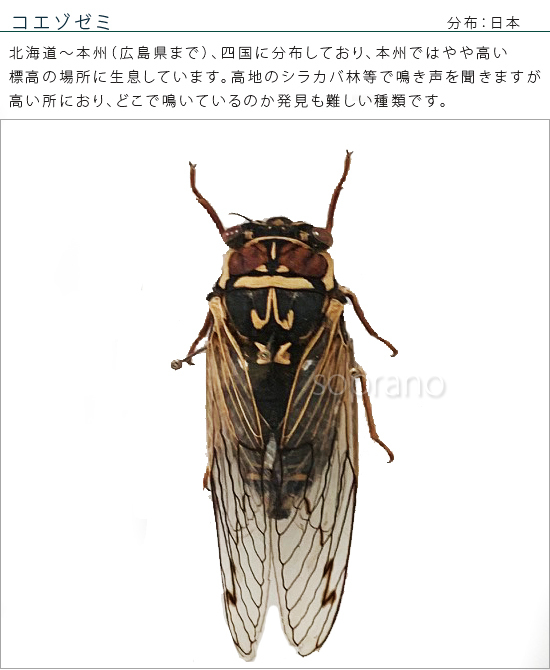 昆虫標本 コエゾゼミ メタリック調ライトフレーム : ソプラノYahoo!店