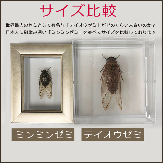 週末限定セール 昆虫標本 エチゴエゾゼミ 週末限定セール 昆虫標本