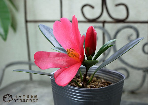 椿 『 アザレアツバキ 』 （ 四季咲き性 ） 9cmポット苗 【 珍種