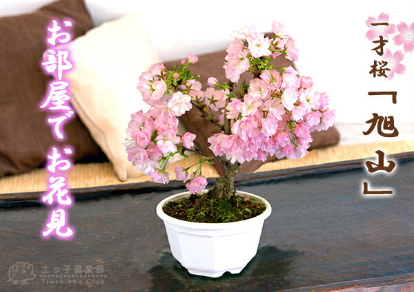 桜盆栽 一才桜 『 旭山 （ あさひやま ）』 贈答 プレゼント 土っ子